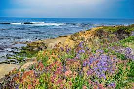 Across the alley to 919 silverado st. La Jolla Flowers Photograph By Dawn Hough Sebaugh