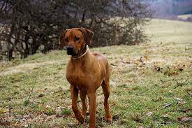 Image result for rhodéský ridgeback