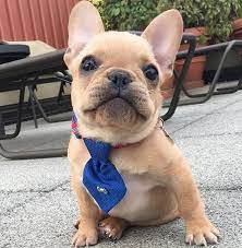 The site owner hides the web page description. æ³•åœ‹é¬¥ç‰›çŠ¬åƒ¹æ ¼æ˜‚è²´çš„ 6å€‹å°ç§˜å¯† æ¯æ—¥é ­æ¢