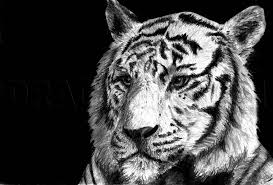 How to start a drawing of a tiger. How To Draw A White Tiger Draw A Tiger In Pencil Step By Step Drawing Guide By Duskeyes969 Dragoart Com