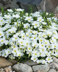 Image result for Ochna arenaria