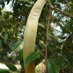 Image result for Kirkia