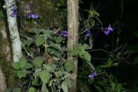 Image result for Streptocarpus glandulosissimus