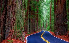 We did not find results for: Redwood Forest Road Wallpaper 1920x1200 1083864 Wallpaperup