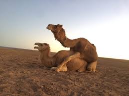 Just like a caravan of camels walking in the desert, be durable against the adversities of life and walk with decisive steps. Stories Of An Alpha Male Camel With Morality Walking With Nomads
