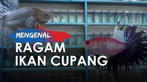 We did not find results for: Mengenal Ragam Ikan Cupang Di Sentra Promosi Ikan Hias Slipi Youtube