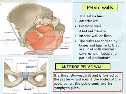 Region including the fallopian tube and ovary. Anatomy Of The Pelvis Prof Saeed Abuel Makarem