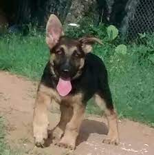 We have puppies year round at east texas german shepherd. Akc Large German Shepherd Puppies For Sale In San Antonio Texas Classified Americanlisted Com
