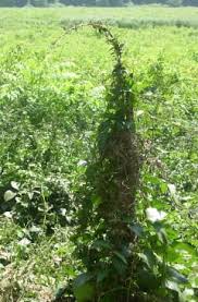 Image result for Vincetoxicum