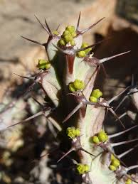 Image result for Euphorbia baylissii