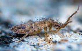 Springtails possess a pronged fork device which is doubled beneath the body and held in place by terminal catches when. Springtails A Guide To Dallas North Tx Home Pest Control