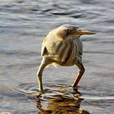 Integrated Medicine Nature Therapy Art Home Tutor Class