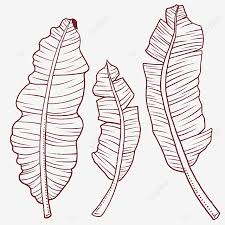 Are you searching for banana leaf png images or vector? Line Drawing Banana Leaves Line Drawing Leaf Tropical Png Transparent Clipart Image And Psd File For Free Download