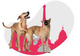 Chien d?tecteur punaise de lit paris. Les Punaises De Lit A Paris Dogscan Punaise De Lit Detection De Puces De Lit Avec Un Chien
