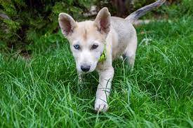The dogexperts.info website aims to ask questions to breeders, vets and experienced owners to get the answers to your most frequently asked questions about the gerberian shepsky breed of dog. Gerbian Shepsky German Shepherd Husky Mix Info Pics Facts