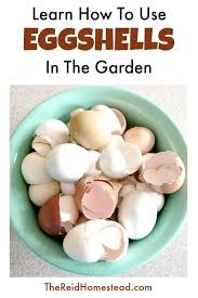 How To Use Eggshells In The Garden To Benefit Your Plants Egg Shells In Garden Egg Shells Organic Vegetables