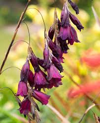 Image result for Dierama