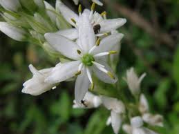 Image result for Chlorophytum affine