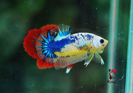 King Betta Farm Betta Fish Betta Tropical Fish