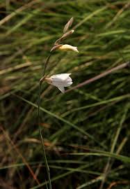 Image result for Gladiolus zimbabweensis