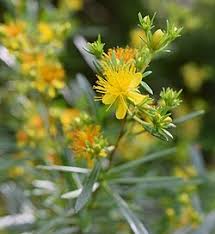 Image result for Hypericum quartinianum