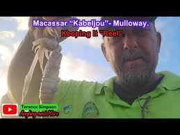 Macassar Kabeljou Mulloway
