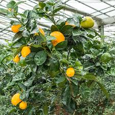 We did not find results for: Changshou Kumquat Oscar Tintori Nurseries Worldwide Citrus Plants