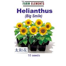 Kana di australia tahan terhadap udara panas yang kadang kadang cukup ekstrim, tetapi tidak menyukai udara dingin sama sekali. Buy Wellgrow Helianthus Sunflower Big Smile 10 Seeds Wht å¤ªé˜³èŠ± Biji Benih Bunga Matahari Seetracker Malaysia
