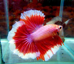 Halfmoon Betta Auctions Sat Mar 5 04 52 18 2016 Archived Auction Betta Fish Beautiful Fish Siamese Fighting Fish