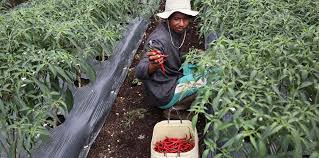 Topsearch.co updates its results daily to help you find what you are looking for. Helping The Community Through Sustainable Farming Restorasi Ekosistem Riau Rer Ecological Restoration Protect And Restore Ecosystems
