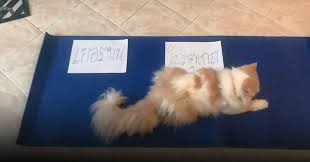 ผลบอลเมื่อคืน สรุปผลบอลย้อนหลังล่าสุดทุกลีก โปรแกรมแข่งขันฟุตบอลเมื่อวานนี้ ตารางบอลเมื่อคืนนี้ทุกลีกทั่วโลก ทุกท่านสามารถเช็คผลผลบอล. Bsddrw 1yxfc7m