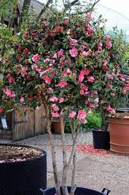 Pin On Backyard
