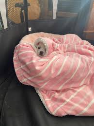 Blue and Juco snuggling over the heater when it's -33 outside with the  windchill.