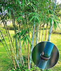 Der märz ist ein guter monat, um das attraktive gewächs bei sich in den kreis des lebens zu entlassen. Winterharter Bambus Blue Dragon 1a Pflanzen Baldur Garten