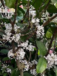 Image result for Pleiocarpa