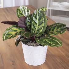 Image result for Calathea