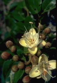 Image result for Ateleia herbert-smithii