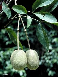 Image result for Crateva