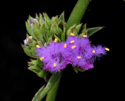 Image result for Cyanotis sp. aff. C. lapidosa