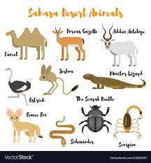 Vector Flat Style Set Of Desert Wild Animals Icon For Web Isolated On White Background Download A Free Preview Or High Q Desert Animals Animals Wild Animals