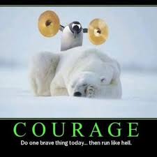 Courageous Penguins Funny Funny Inspirational Quotes Funny Animal Photos