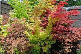 We did not find results for: Acer Palmatum Sango Kaku Coral Bark Japanese Maple North Carolina Extension Gardener Plant Toolbox