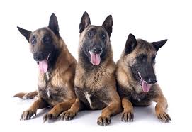 Belgian shepherd malinois has 3,366 members. Belgischer Schaferhund Malinois Hunde Rassen Information Omlet