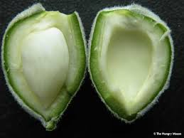 (okay, maybe besides this big flavor, infused with garlic, and garnished with toasted almonds. How To Prepare Green Almonds The Hungry Mouse