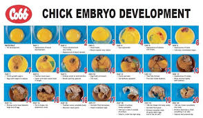 Gestation Of A Chicken Egg Embryo Development Chart