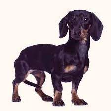 How To Determine A Dachshund S Ideal Body Weight Petcarerx