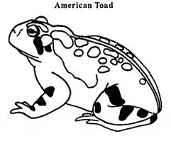 Download and print these cute toad to print coloring pages for free. Fire Belly Toad Coloring Page Animals Town Animals Color Sheet Fire Belly Toad Free Printable Coloring Pages Animals