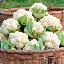 When To Harvest Cauliflower How To Plant Cauliflower Planting Cauliflower Https Homestead Cauliflower Plant Winter Vegetables Gardening Winter Vegetables