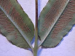 Image result for Coniogramme africana