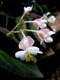 Image result for Impatiens bequaertii